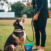 Woman Feeding Dog Honest Paws Wellness CBD Bites
