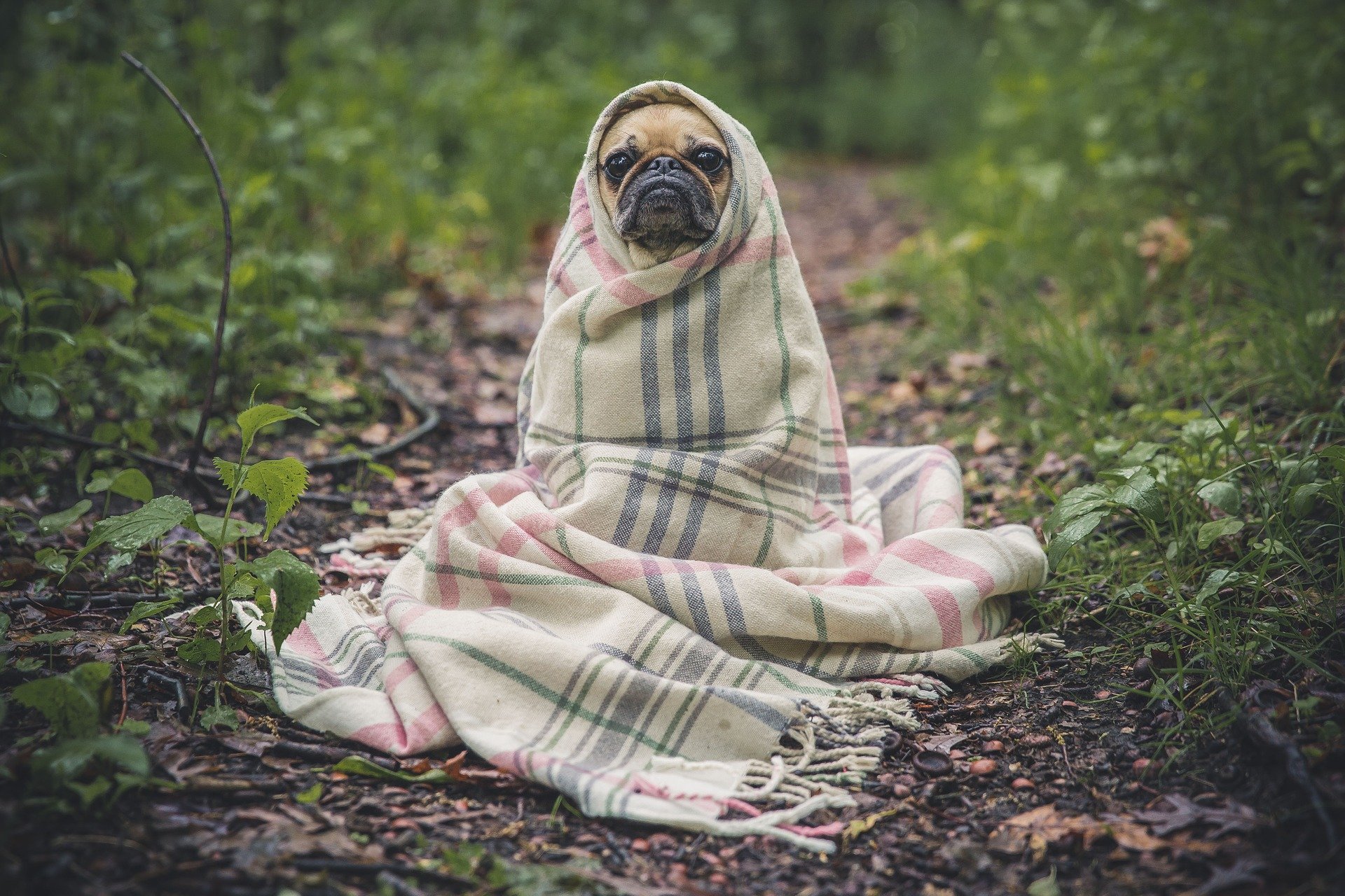 dog with anxiety under a blanket